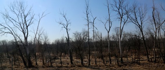 Iowa, Trees