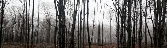 Pennsylvania, Trees in Fog